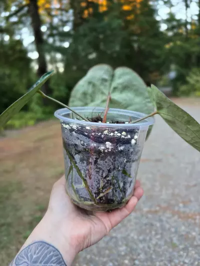 plant/Anthurium Pink Lemonade s1 (Directly from SKG Gardens)-3-thumbnail