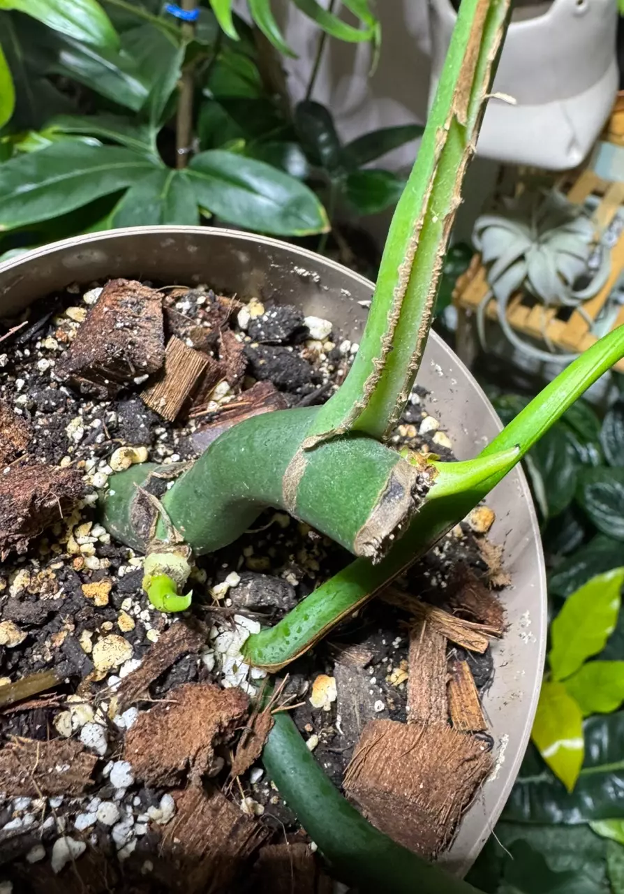 plant/RHAPHIDOPHORA DRAGON TAIL-1