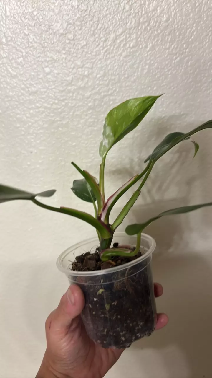 plant/Philodendron White Princess Tricolor-1