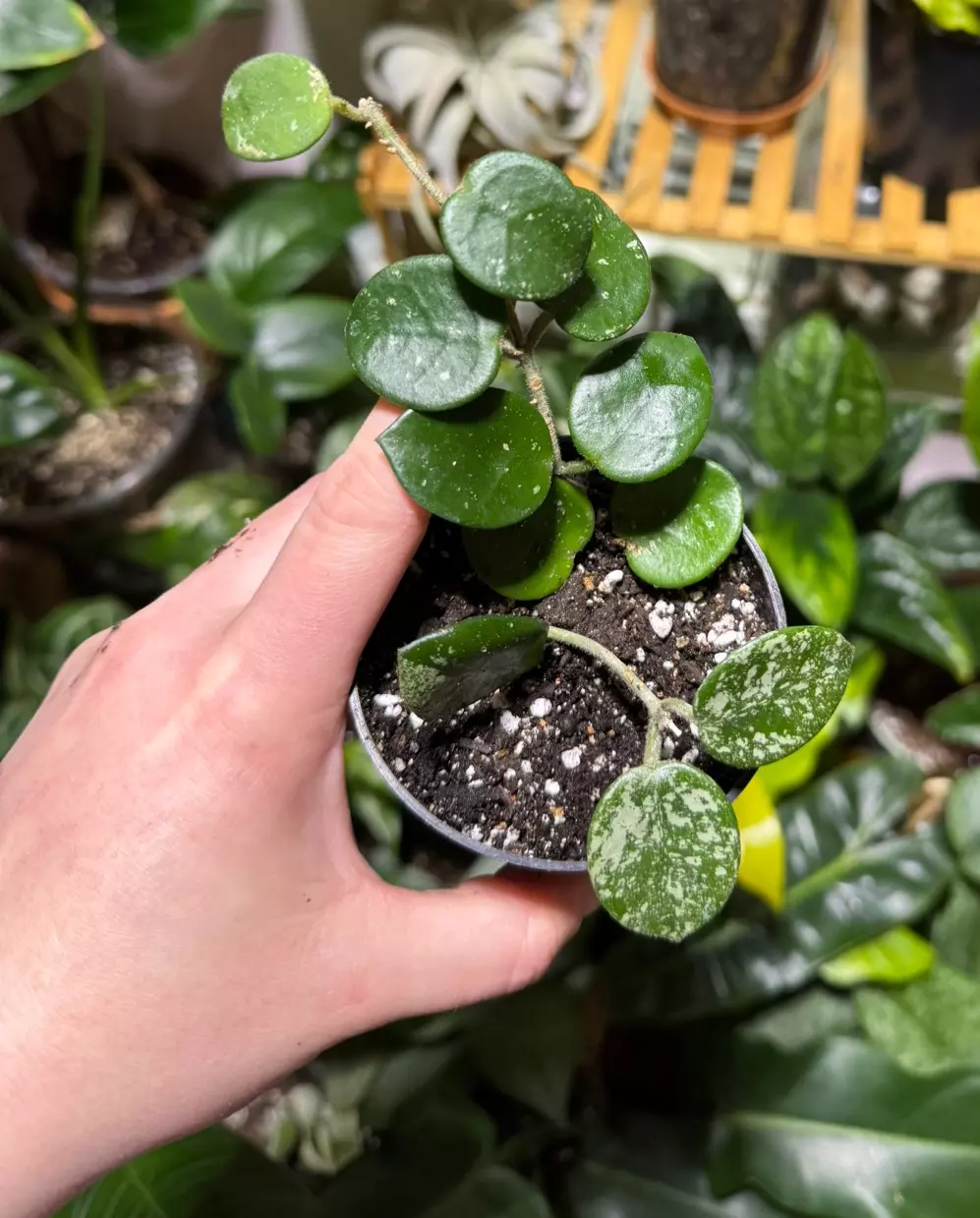 plant/Hoya Mathilde Splash-1