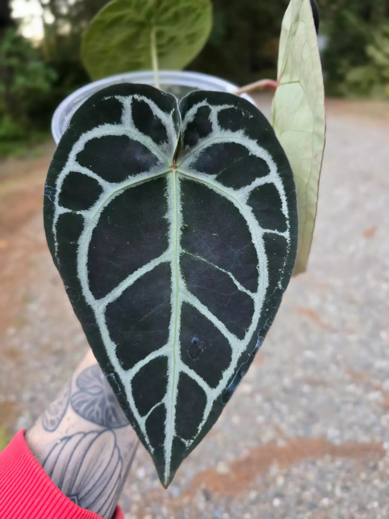 plant/Anthurium Pink Lemonade s1 (Directly from SKG Gardens)-1