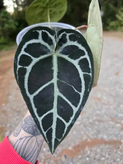 plant/Anthurium Pink Lemonade s1 (Directly from SKG Gardens)-1-thumbnail