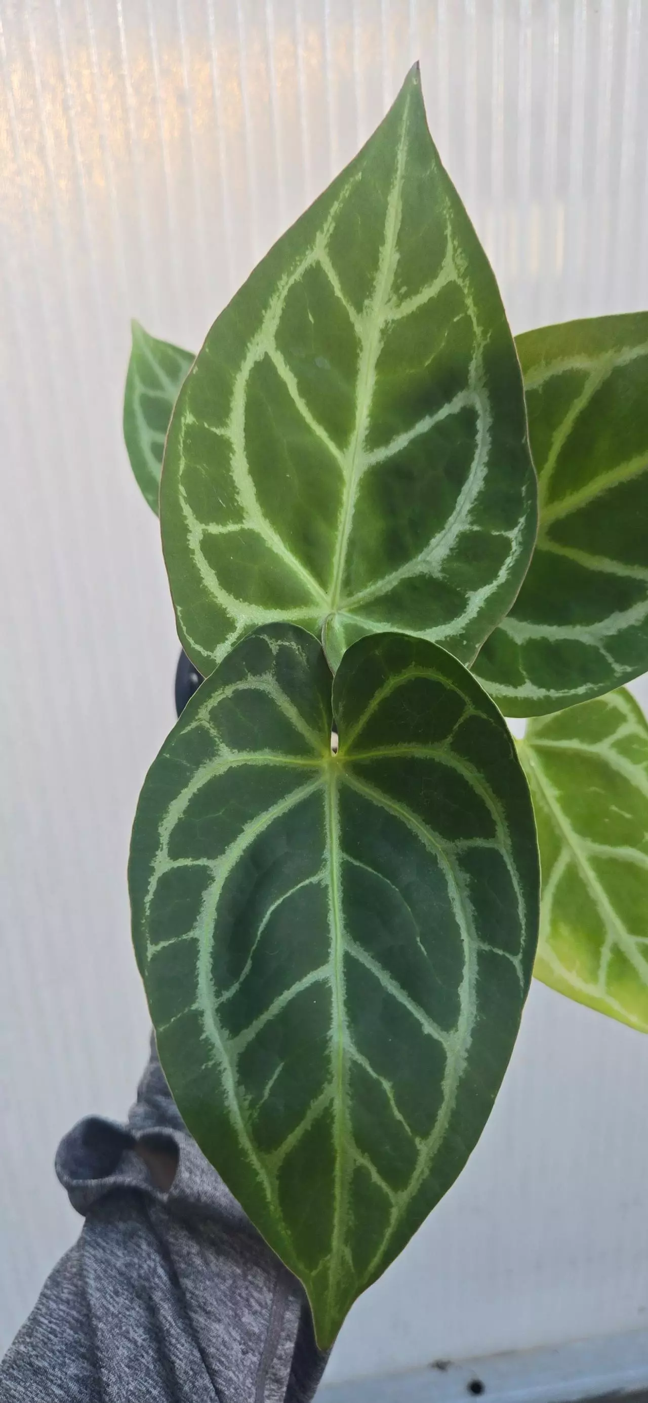 plant/Anthurium crystallinum x forgetti-1