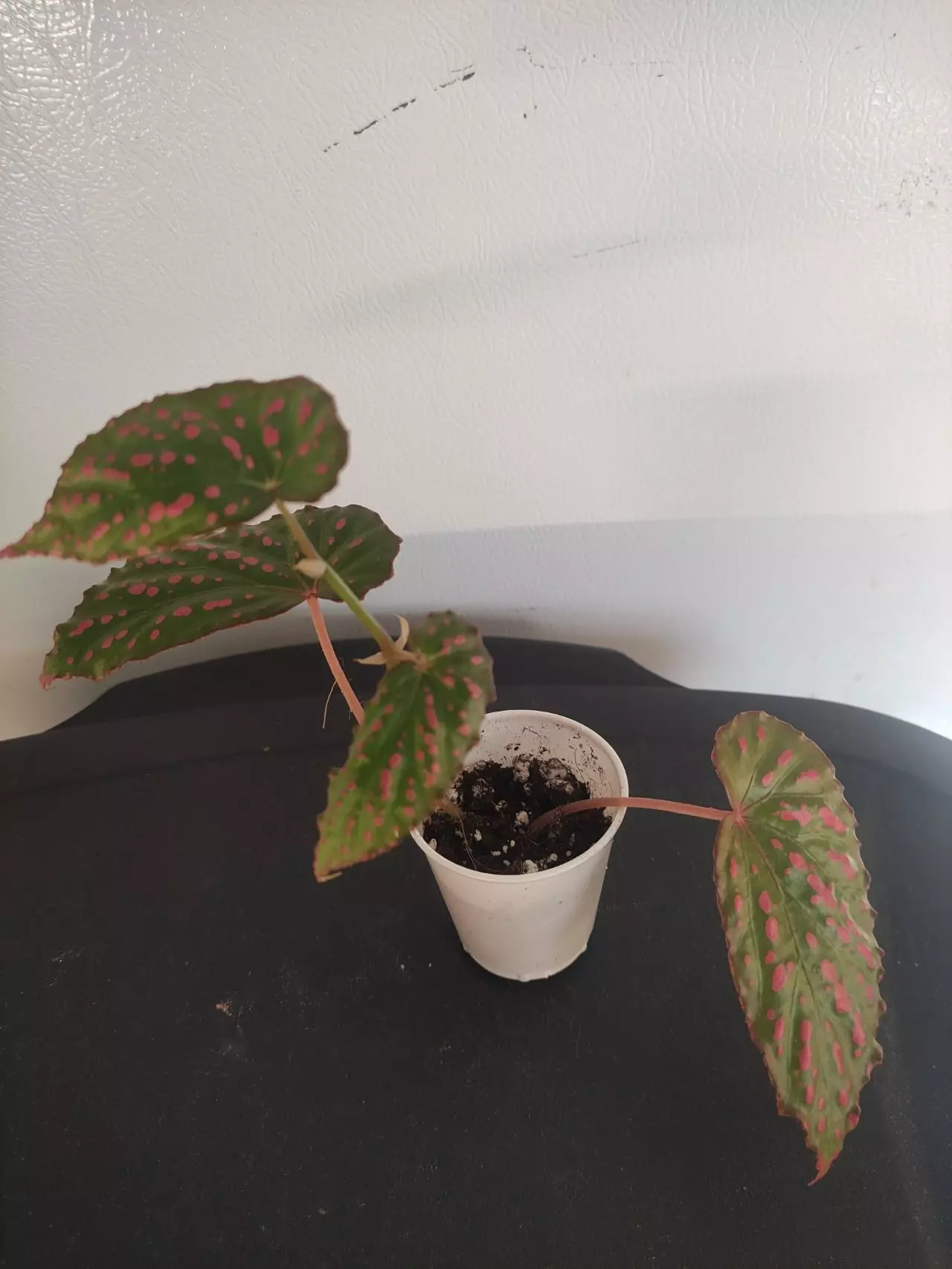plant/Begonia negrosensis-0