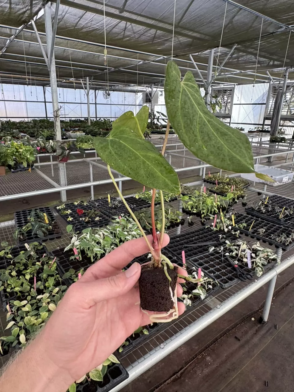 plant/Seed grown anthurium green mamba x Hoffmanii starter plant growers choice-7