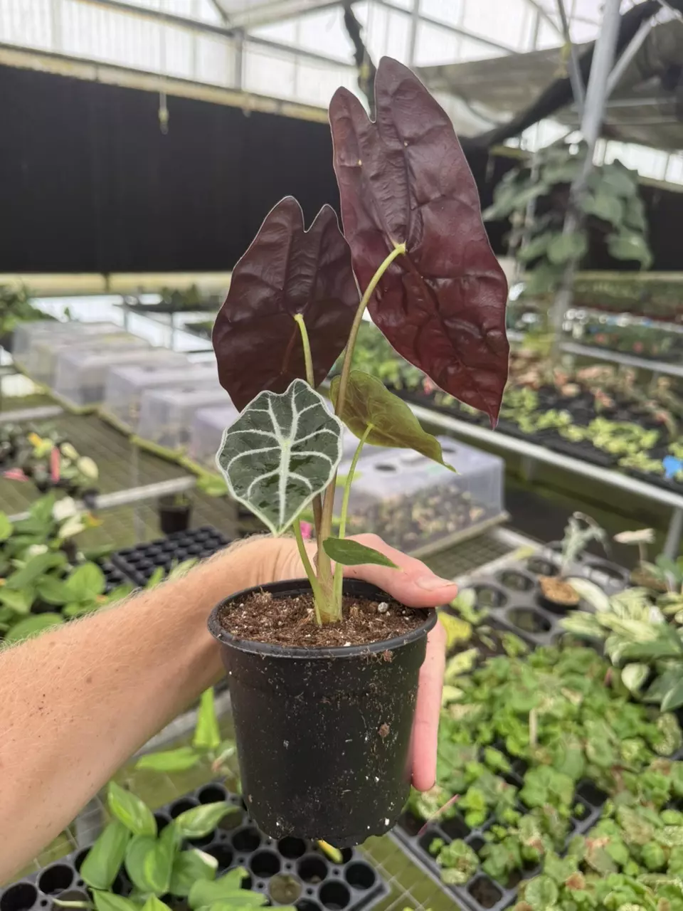 plant/Alocasia watsoniana lightning 4” pot growers choice-6
