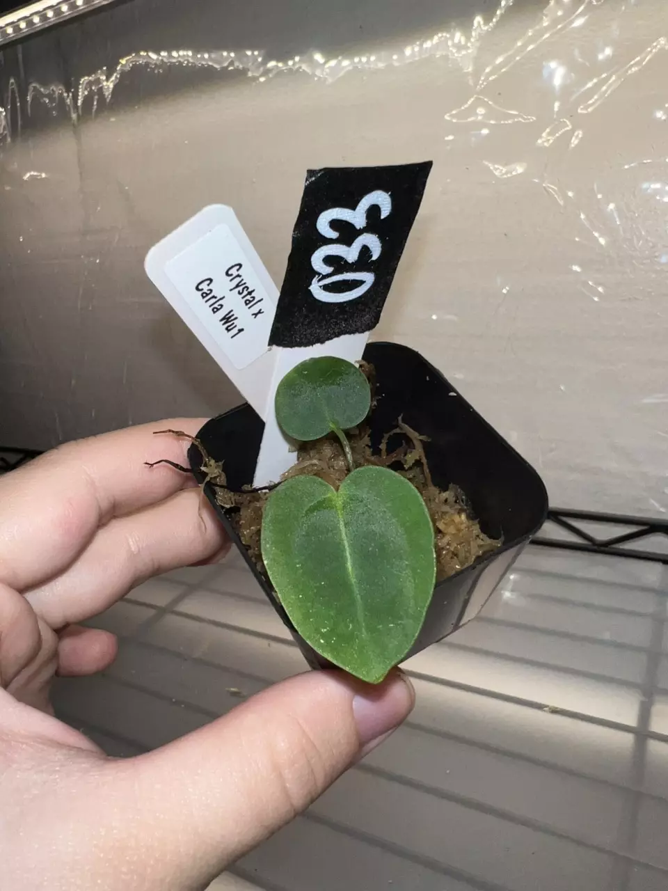 plant/Exact Seedling- Dark Crystal x Carla WU1-0