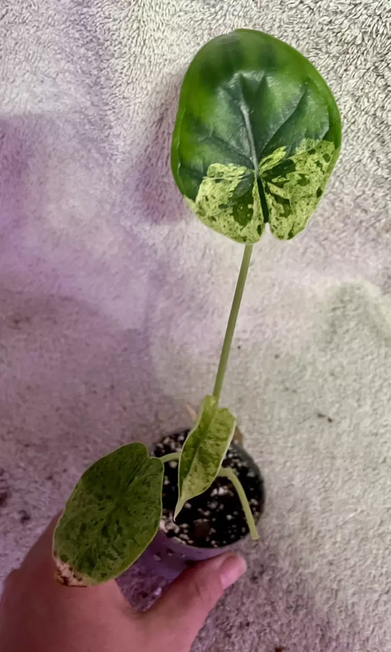 plant/Alocasia dragon scale mint-0