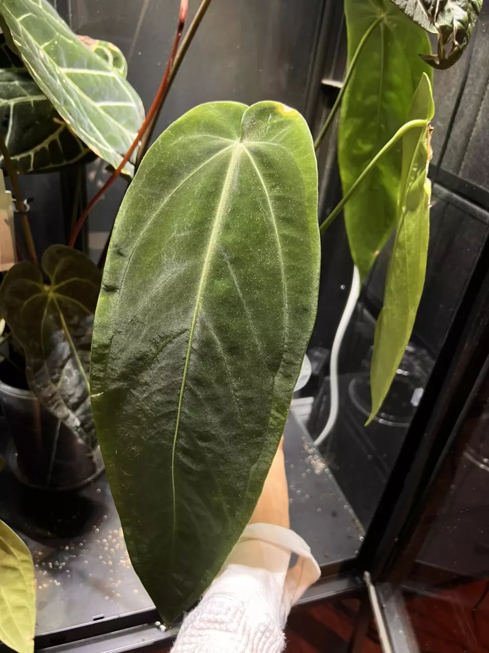 plant/Anthurium Warocqueanum ‘Esmeralda’-0