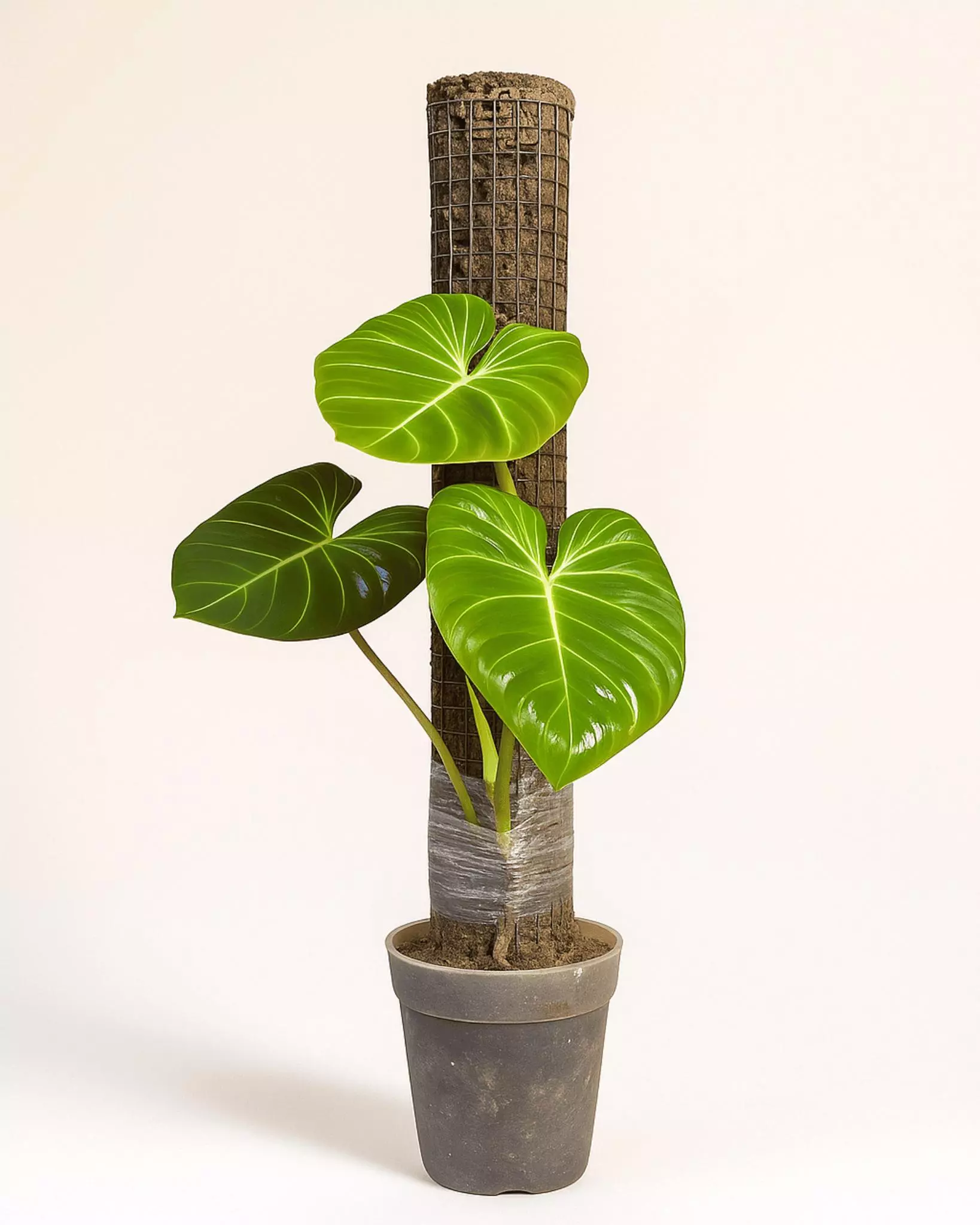 plant/Steel Sphagnum Moss Pole — Plant Support for Climbing Houseplants-0