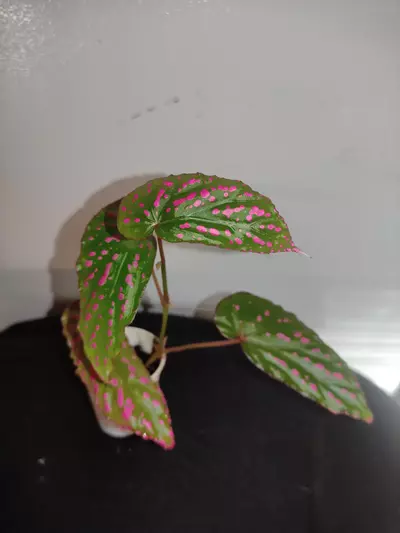 plant/Begonia negrosensis-2-thumbnail