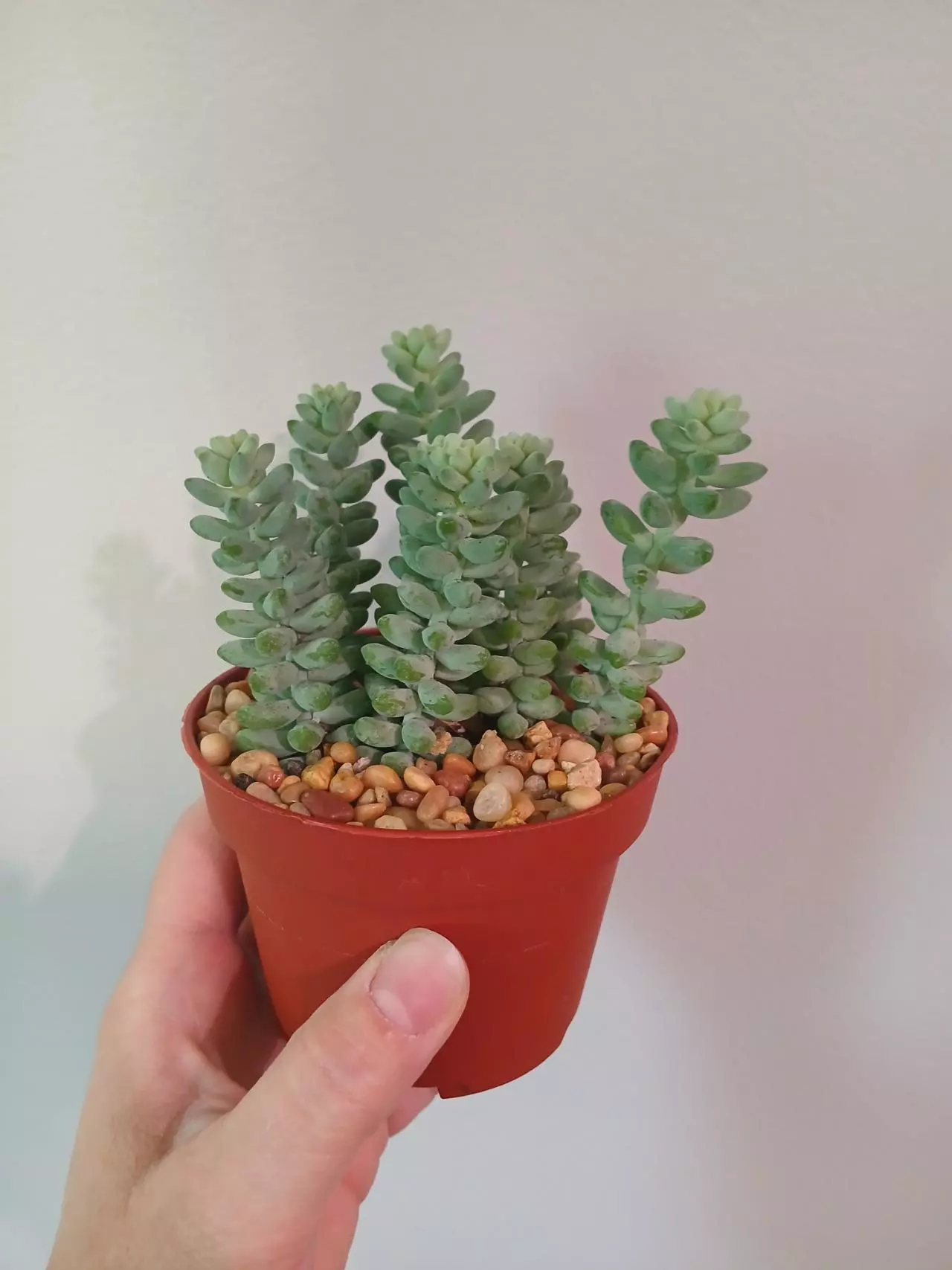 plant/Donkeytail Succulent-0