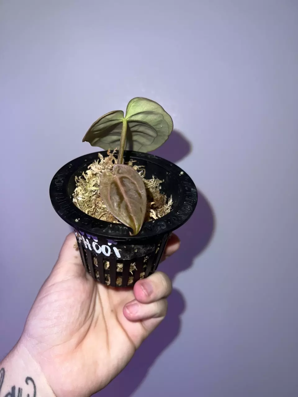 plant/Black Widow x Carla GPH001-1