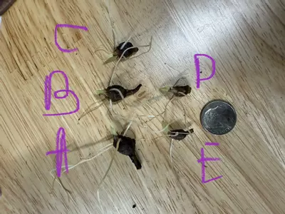 plant/Alocasia Macrorrhiza Albo corm A-1-thumbnail