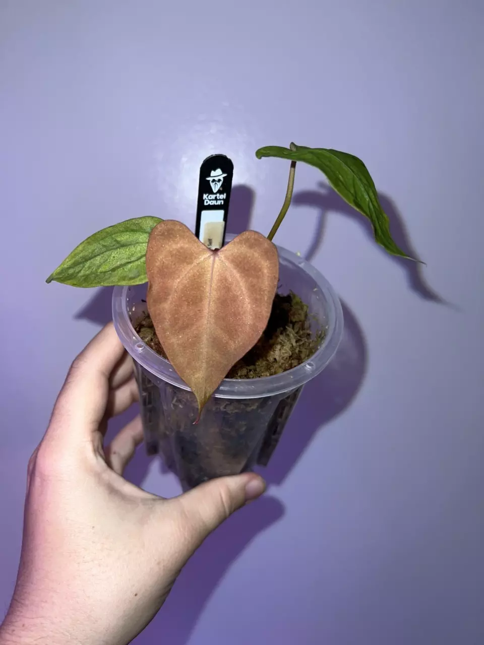 plant/FRESH BOTTOM CUT OF THE PLANT PICTURED CAN BE DONE UPON BUY- Var Red Spider SELF-0