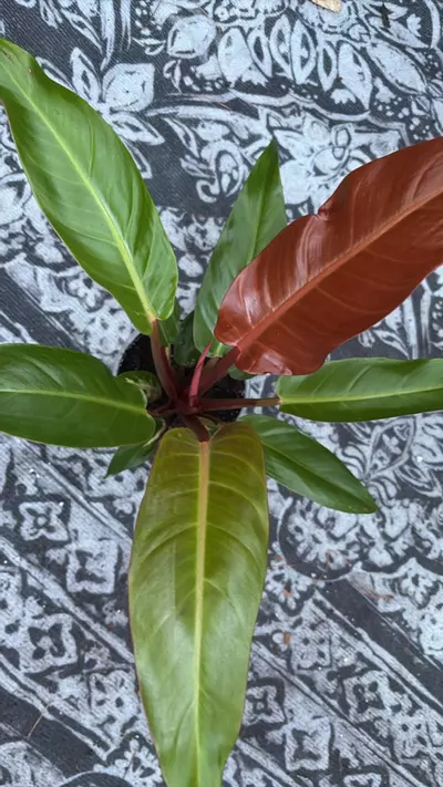 plant/Sun Red philo-0-thumbnail