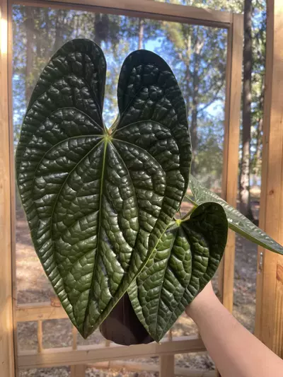 plant/XL LARGE Anthurium Luxurians-0-thumbnail