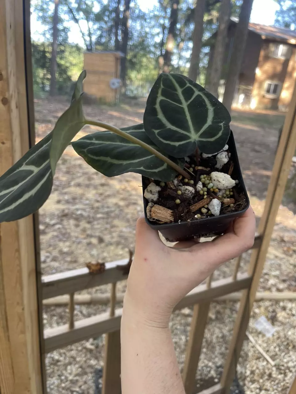 plant/Anthurium Calrblackiae-1