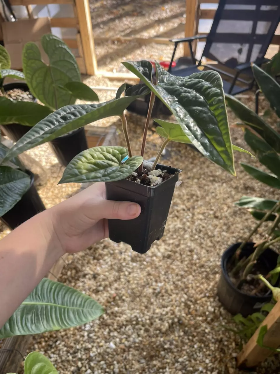 plant/Small Anthurium luxurians-1