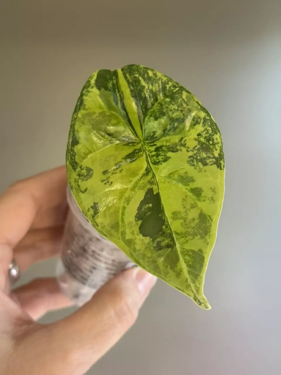 plant/257 Alocasia Sinuata variegated-0