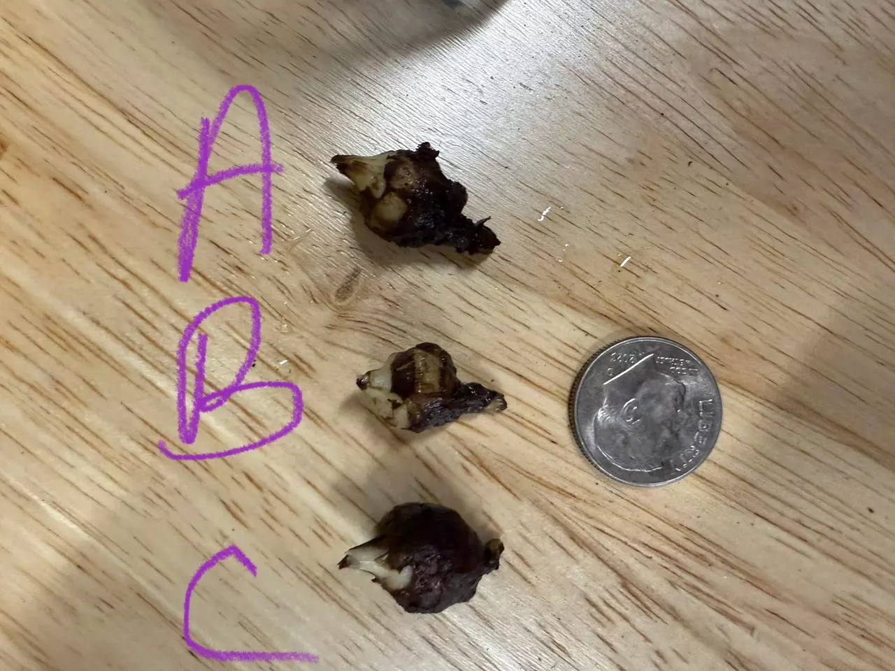 plant/Alocasia Dragon scale Aurea corm - GC-1