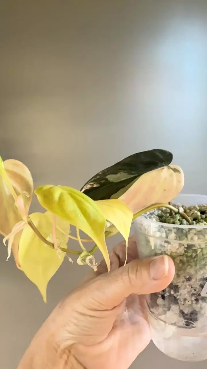plant/258 Micans Aurea - RISKY-1