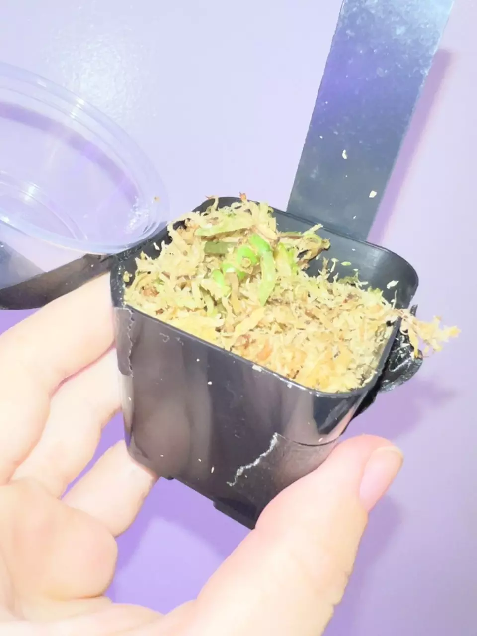 plant/BOTTOM CUT of Forgetii Thunderbolt w/ active growth points-0