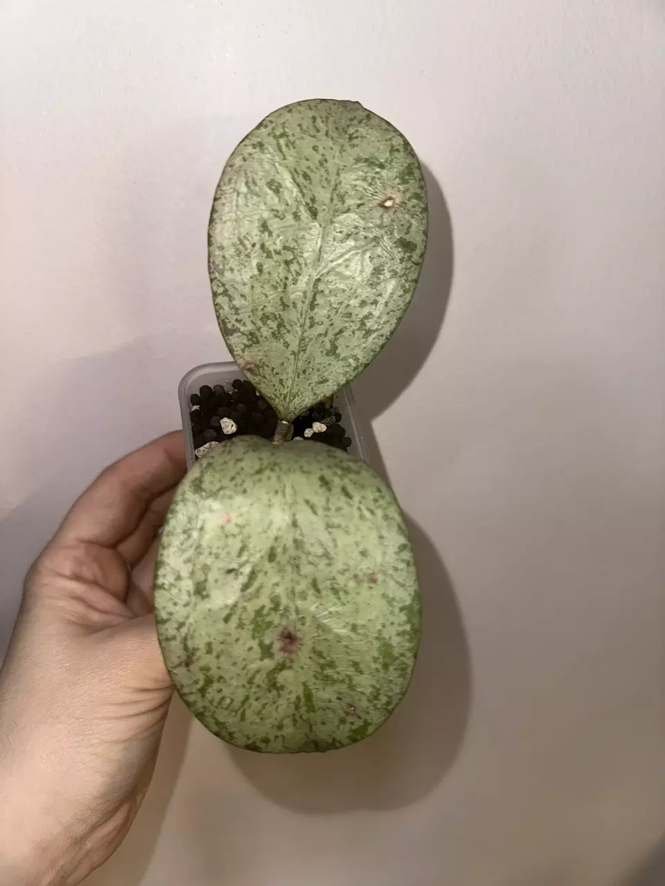 plant/Hoya Michele Silver-2