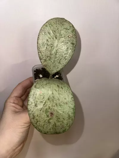 plant/Hoya Michele Silver-2-thumbnail