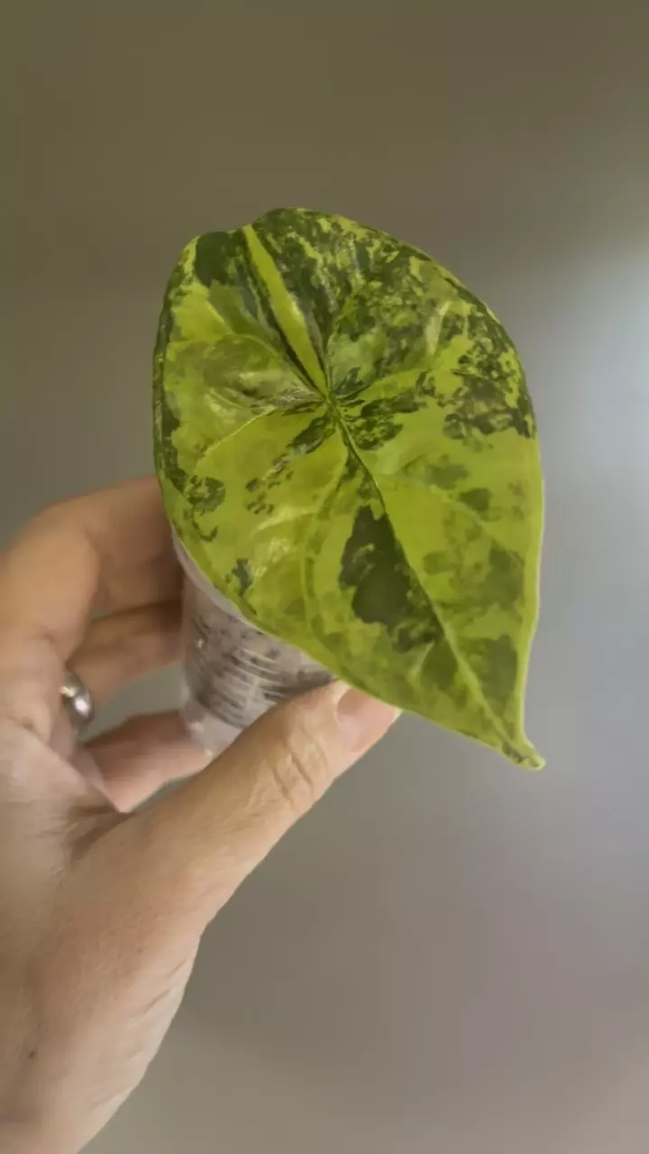 plant/257 Alocasia Sinuata variegated-1