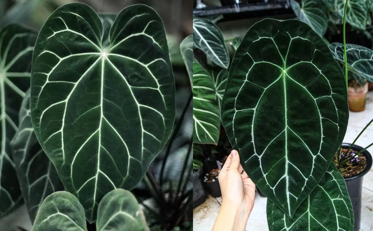 plant/Anthurium crystallinum x forgetii starter plant growers choice-0