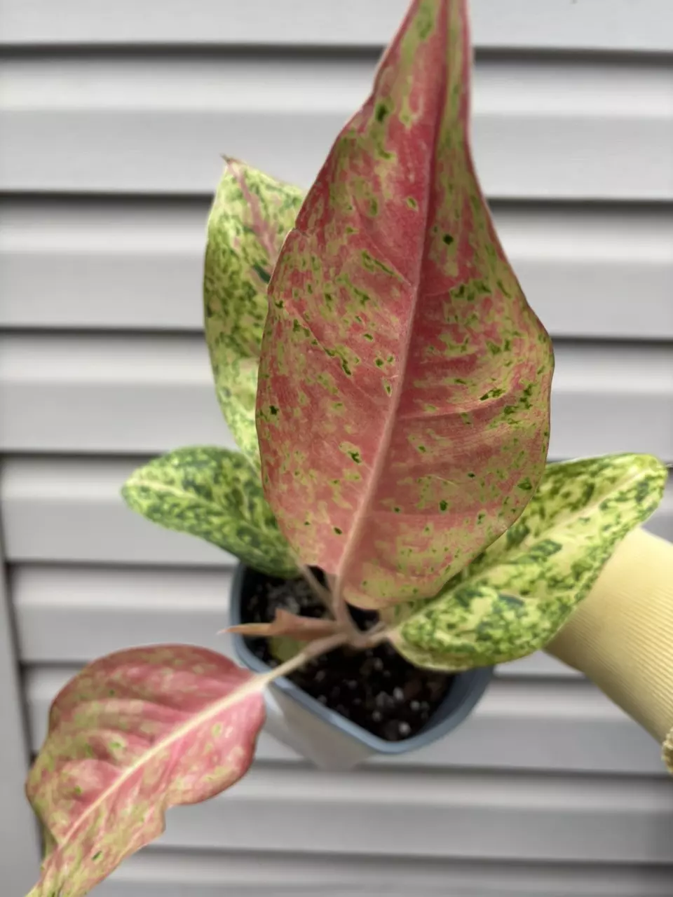 plant/Aglaonema bidadari-0