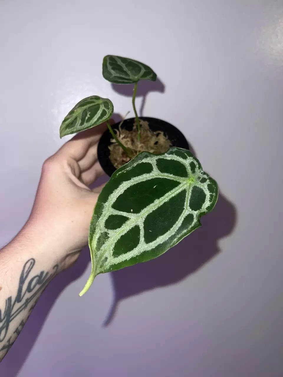 plant/Selbys Silver x Silver Forgetii-0
