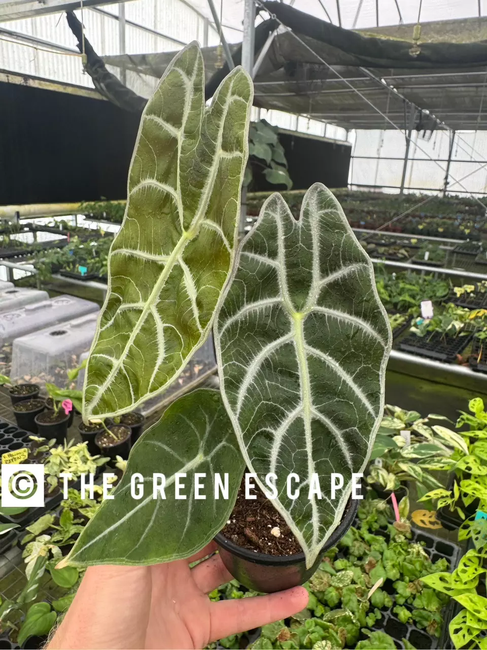 plant/Alocasia watsoniana lightning 4” pot growers choice-0