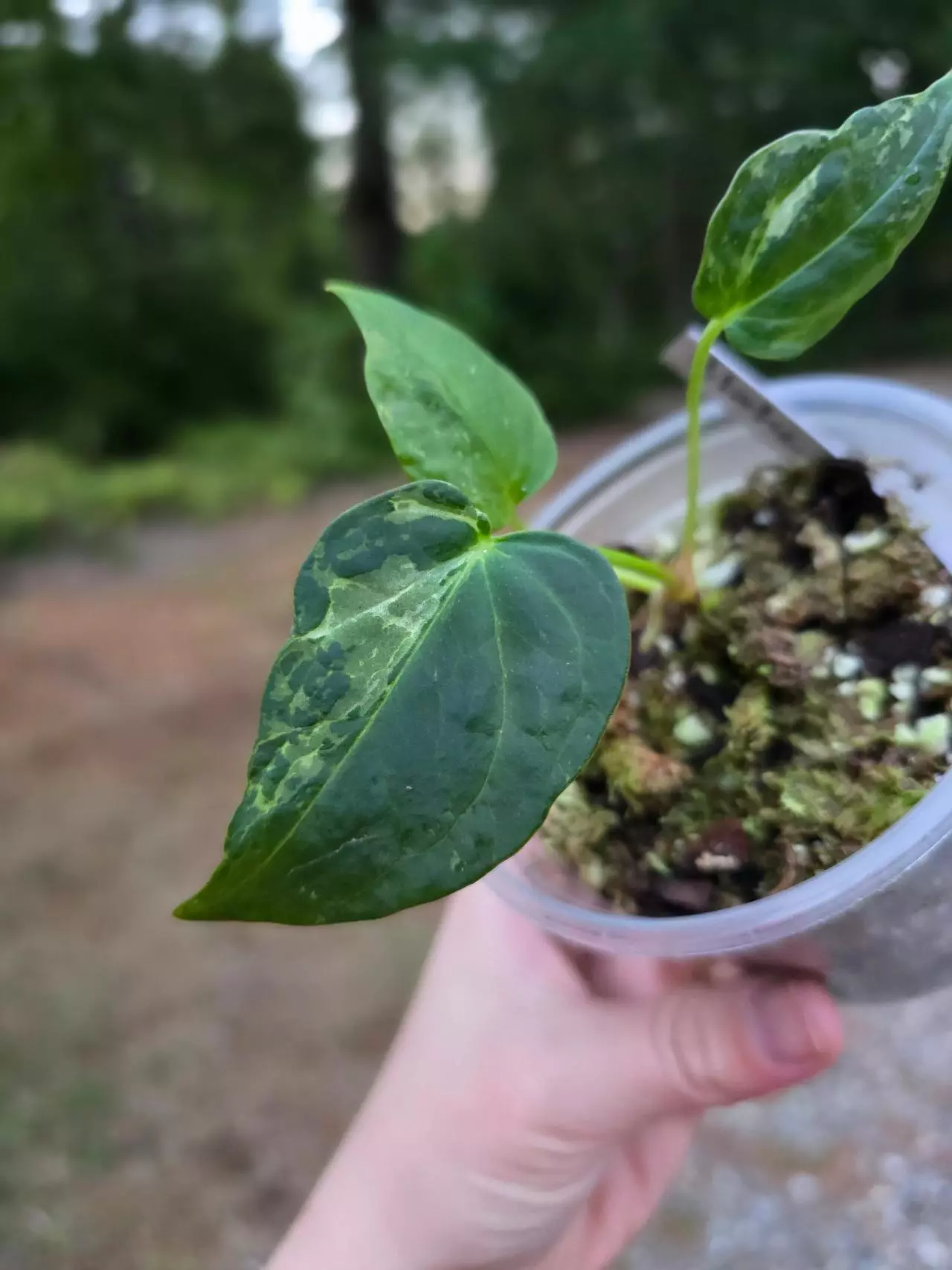 Blister Variegated Anthurium Forgetii