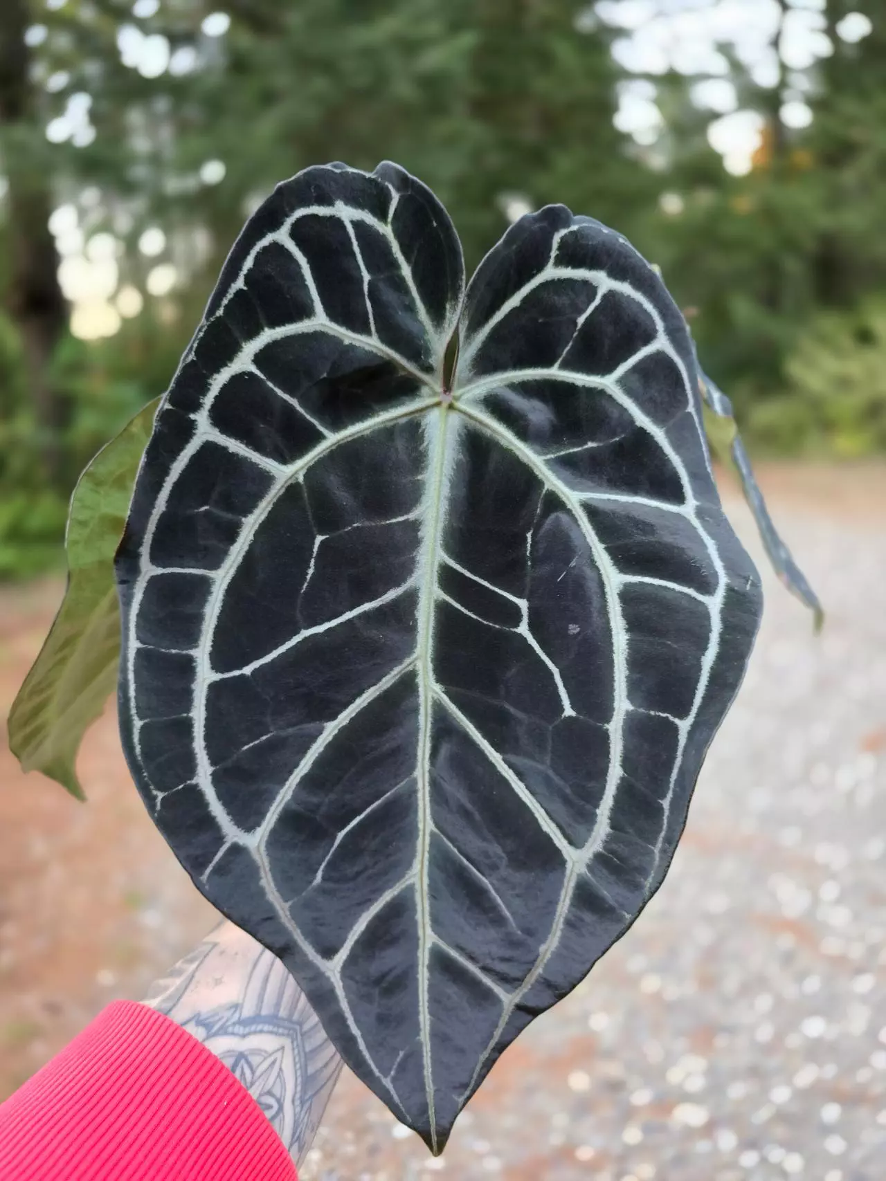 plant/Anthurium Tim's Black s1-0