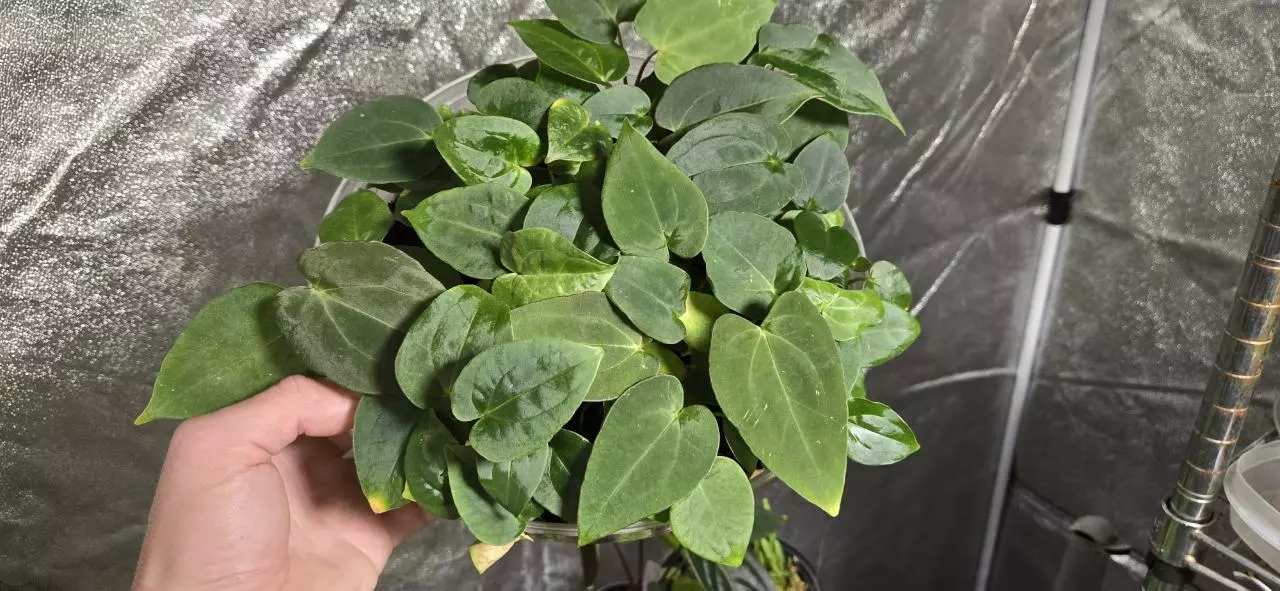 plant/Anthurium (Code Red x Papi A+) × (Ralph Lynum x Carla) large seedlings-0