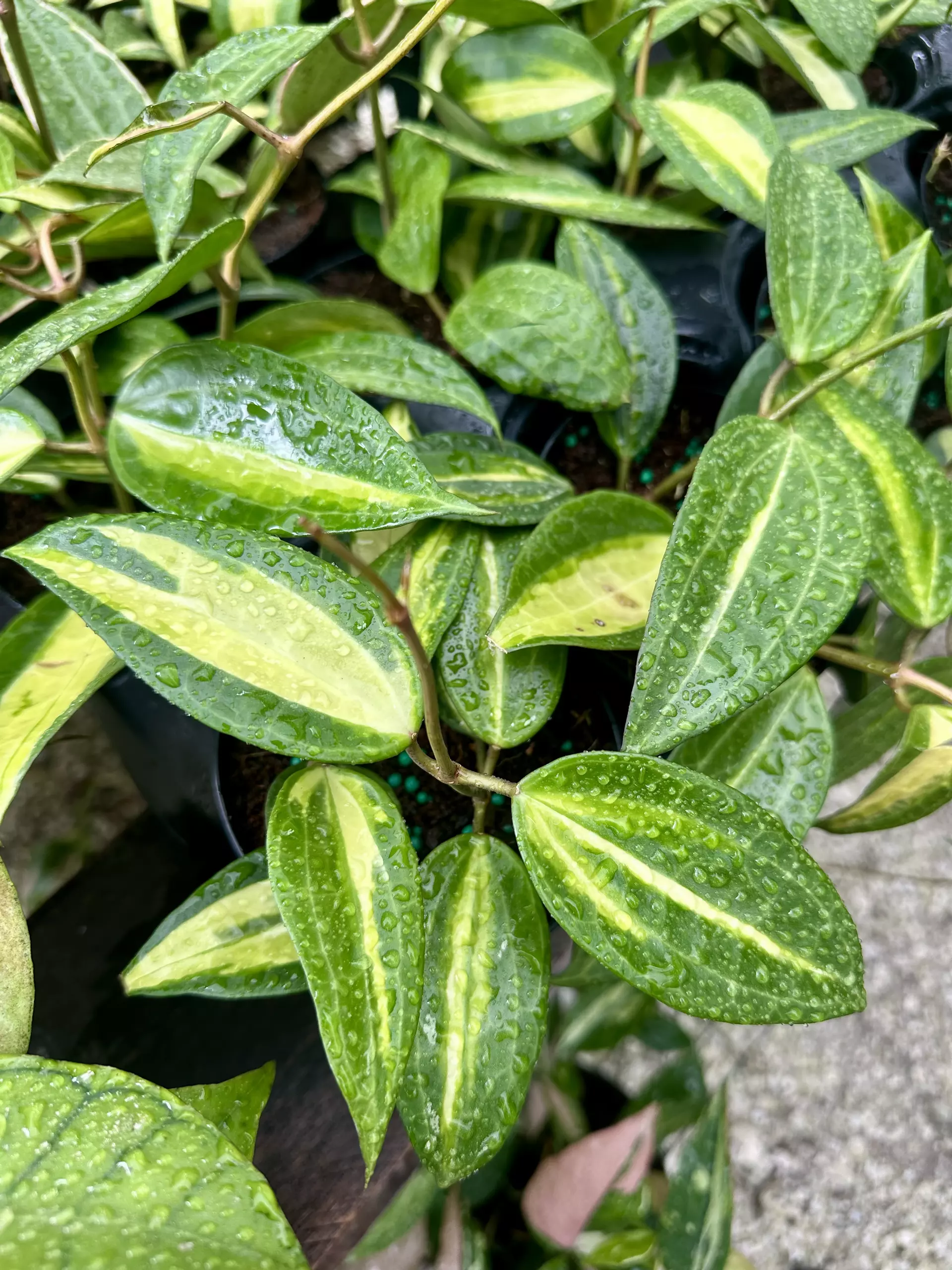plant/4" Hoya Macrophylla 'Pot of Gold'-0