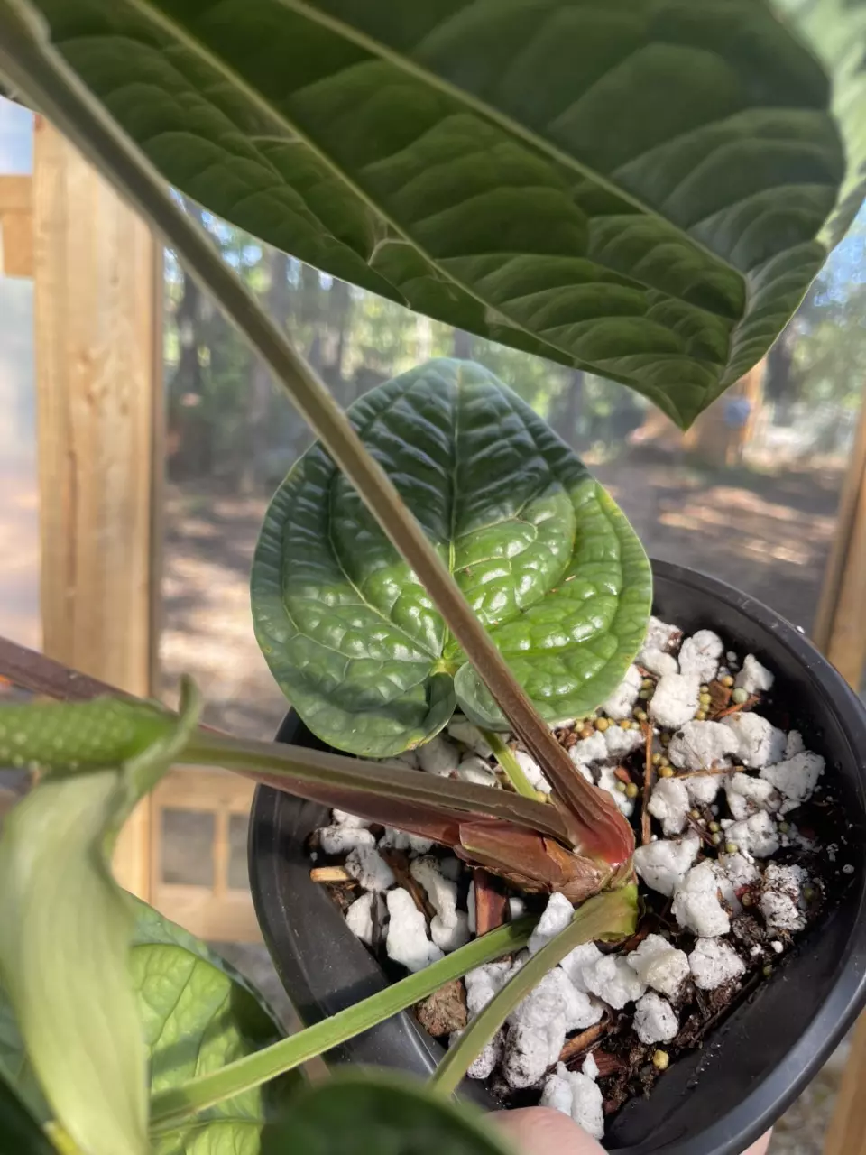 plant/XL LARGE Anthurium Luxurians-3