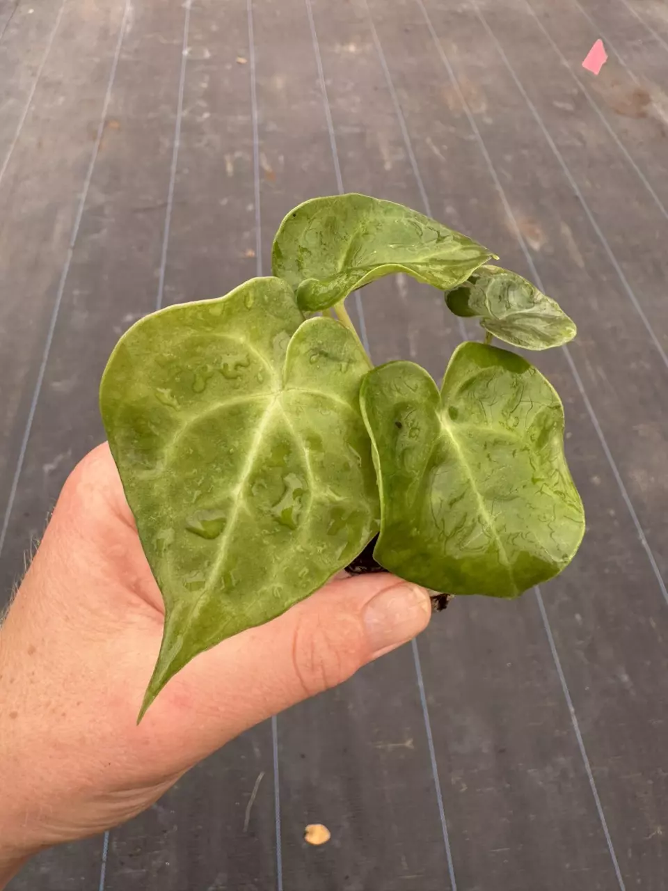 plant/Anthurium sulanjana “king of clarinervium” starter plant growers choice-1