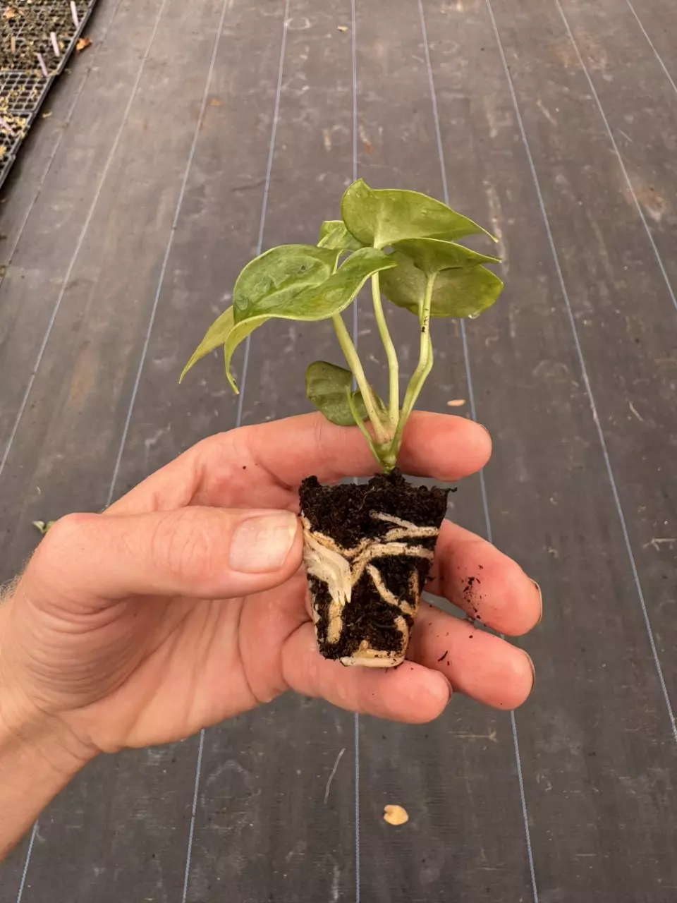 plant/Anthurium sulanjana “king of clarinervium” starter plant growers choice-7