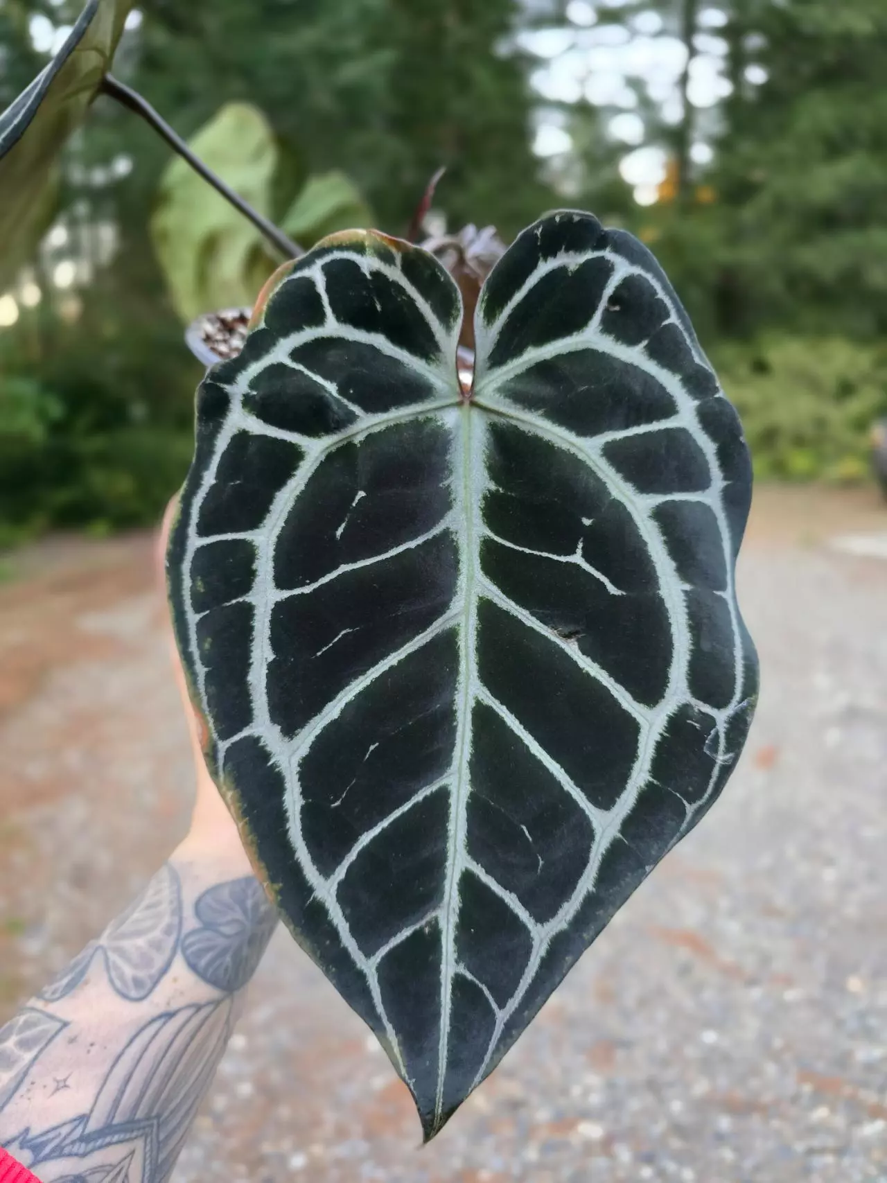 plant/Anthurium Tim's Black s1-1