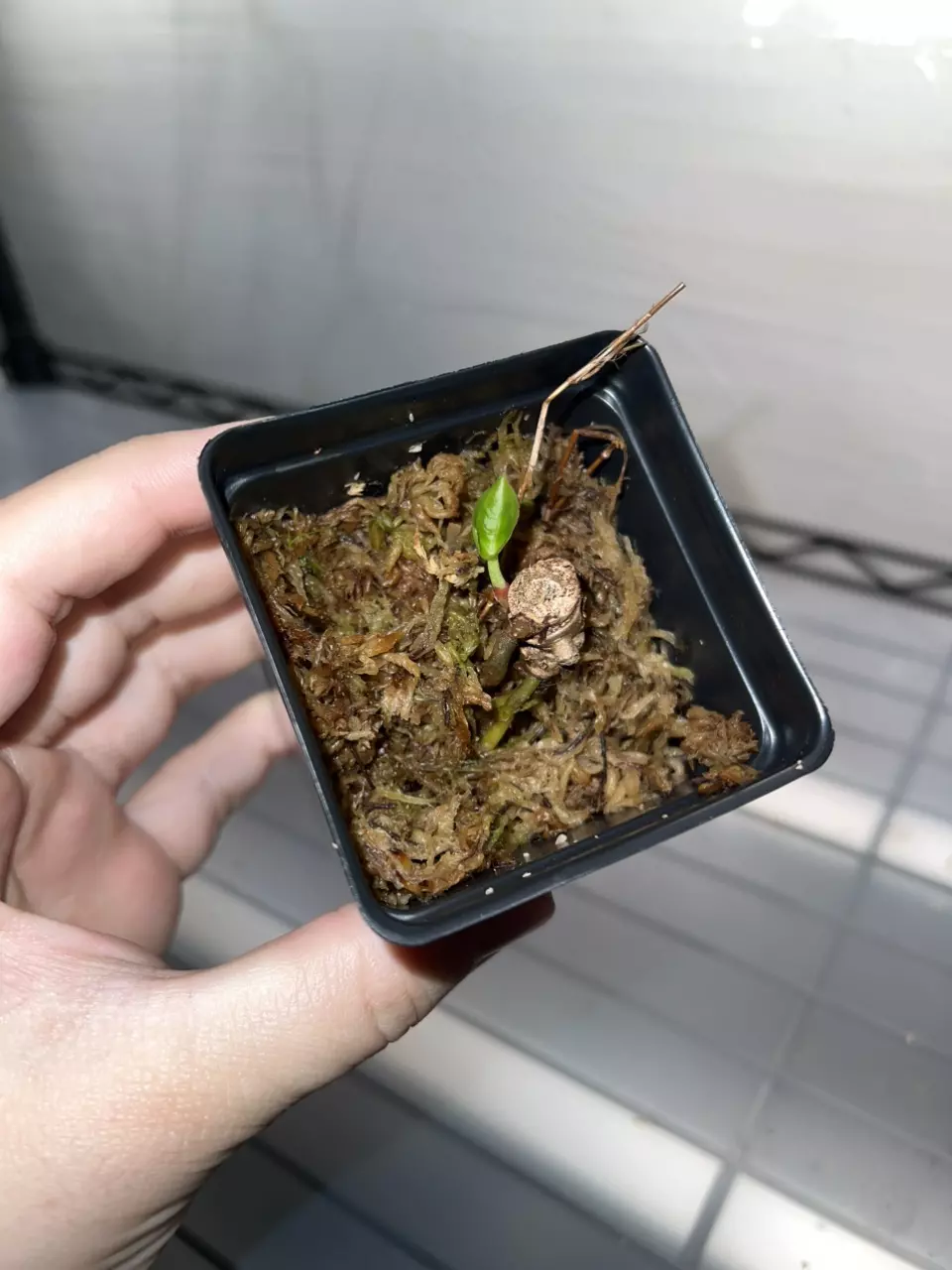 plant/BOTTOM CUT SKG Grey x BWM-0