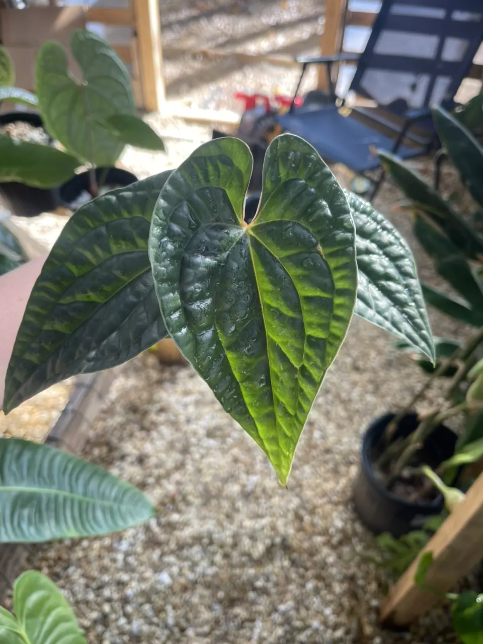 plant/Small Anthurium luxurians-0