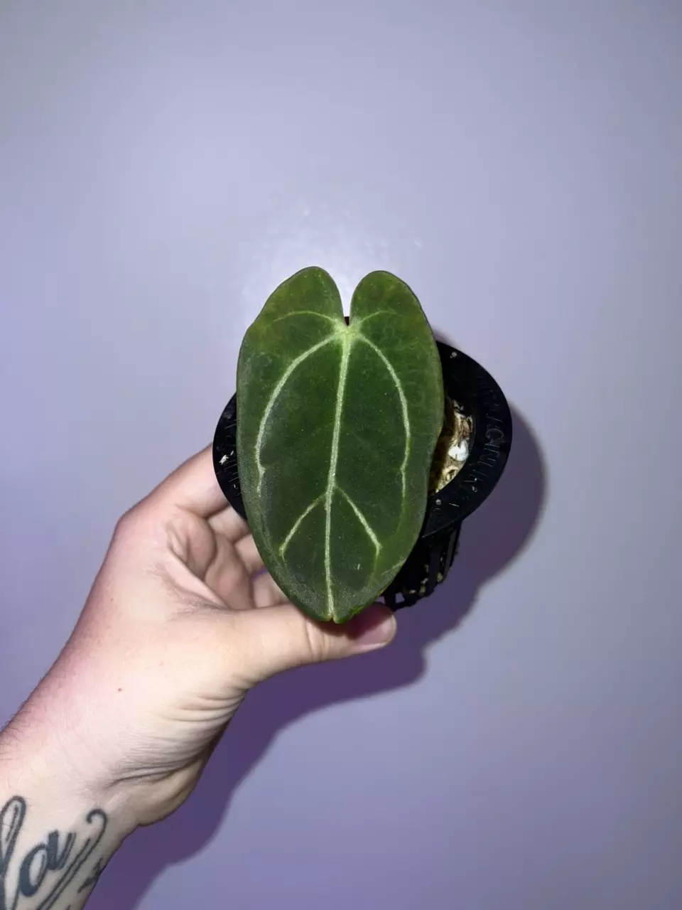 plant/Black Widow x Carla GPH001-0