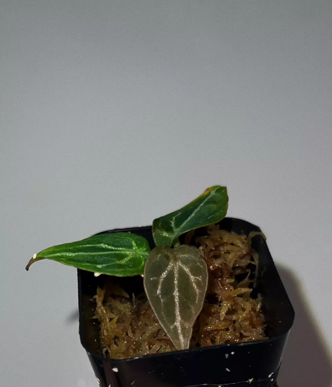 plant/BOTTOM CUT of Forgetii Thunderbolt w/ active growth points-1