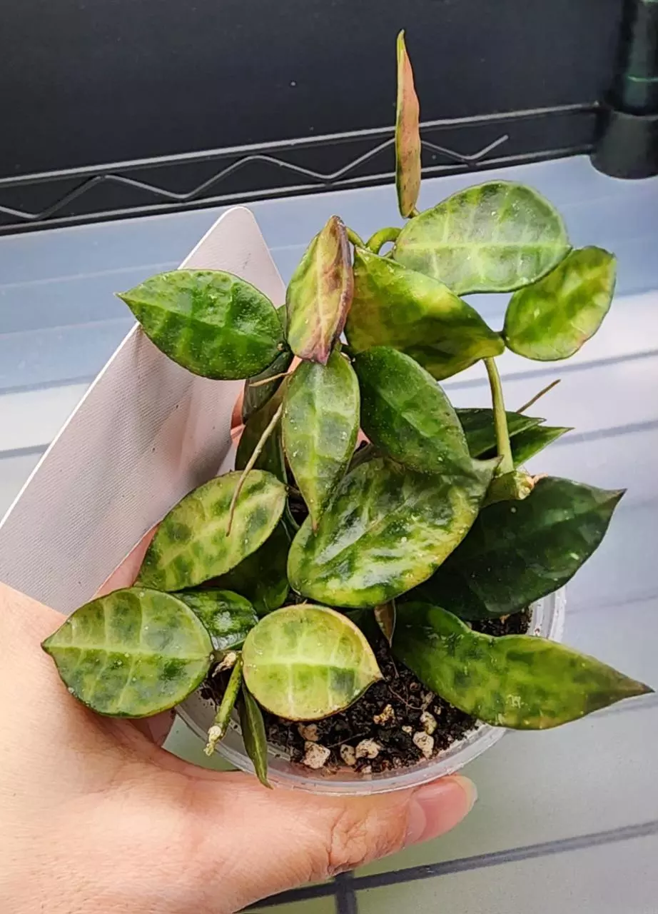 plant/Hoya Lacunosa Amarillo-H-0