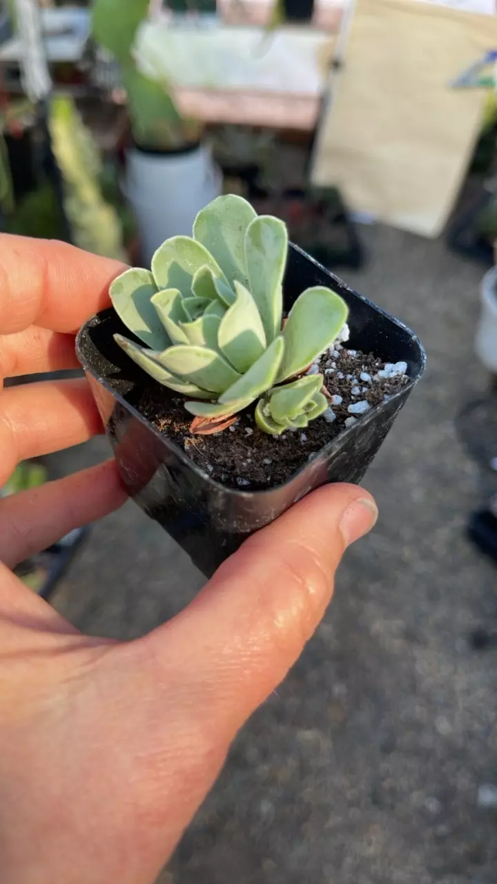 plant/greenovia 2”-0