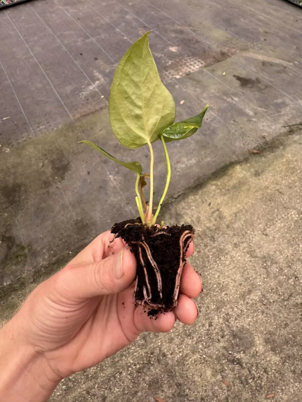 plant/Anthurium queen of hearts starter plant growers choice-7