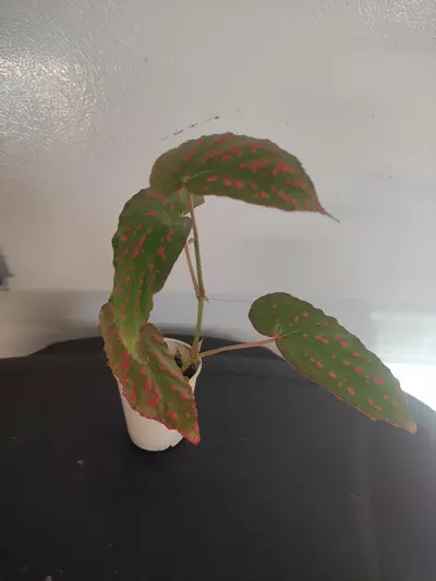 plant/Begonia negrosensis-0-thumbnail